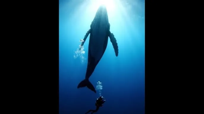 娘心计剧情介绍 - 深蓝星球：探索海洋深处的未知世界